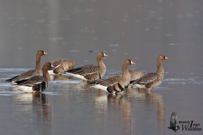 Adult and immature Greater White-fronted Geese (ssp.  albifrons )