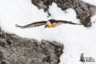 Adult Bearded Vulture