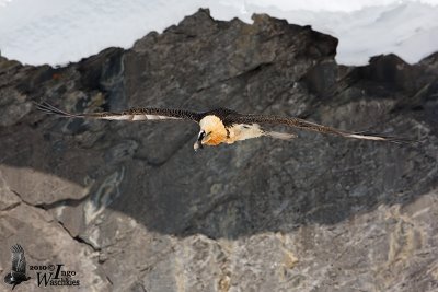 Adult Bearded Vulture