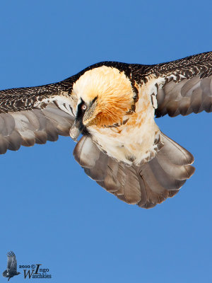 Adult Bearded Vulture