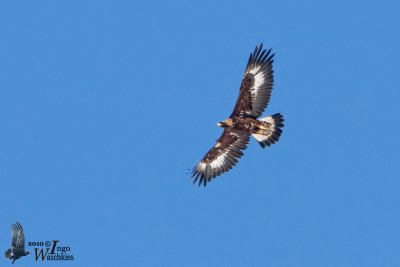 Immature Golden Eagle (first or second winter)