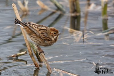 Female Common Reed Bunting in non-breeding plumage