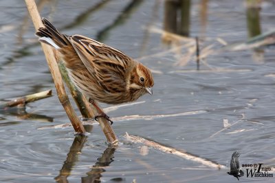 Female Common Reed Bunting in non-breeding plumage