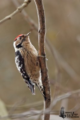 Adult male Lesser Spotted Woodpecker