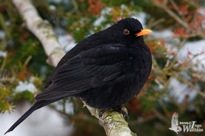 Adult male Common Blackbird