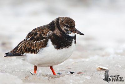 Adult Ruddy Turnstone in non-breeding plumage