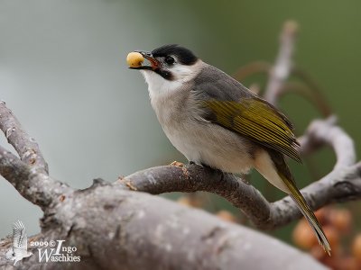 Styan's Bulbul (Pycnonotus taivanus)