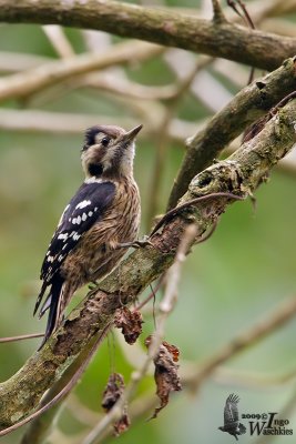 Adult male Grey-capped Pygmy Woodpecker