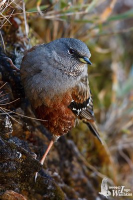 Adult Alpine Accentor