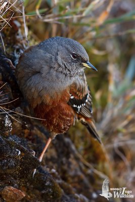 Adult Alpine Accentor