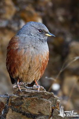 Adult Alpine Accentor