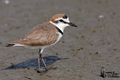 Adult male Kentish Plover