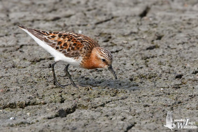 Adult Red-necked Stint in breeding plumage