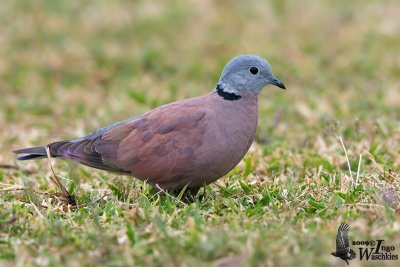 Male Red Turtle Dove