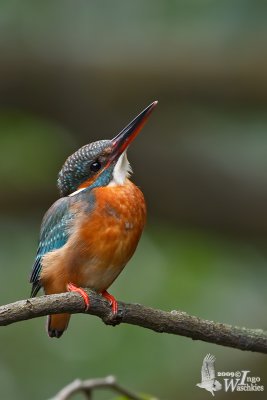 Immature female Common Kingfisher