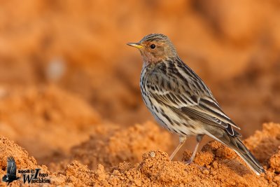 Red-throated Pipit