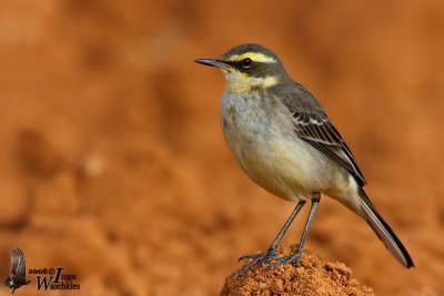 First winter male Eastern Yellow Wagtail (ssp. taivana)