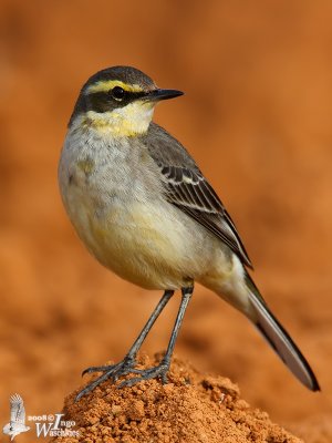First winter male Eastern Yellow Wagtail (ssp. taivana)