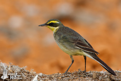 Male Eastern Yellow Wagtail (ssp. taivana)