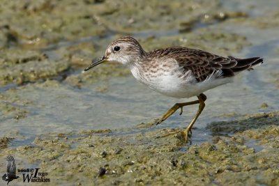 Adult Long-toed Stint in non-breeding plumage