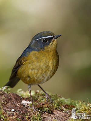 Male White-browed Bush Robin (ssp. formosana)