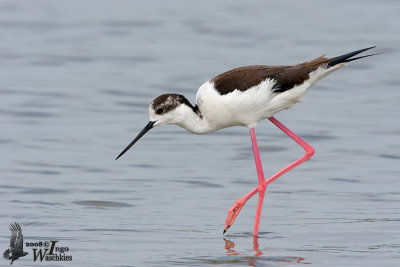 Female Black-winged Stilt