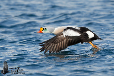 Adult male King Eider