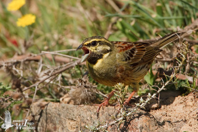 Adult male Cirl Bunting
