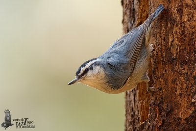 Adult male Corsican Nuthatch