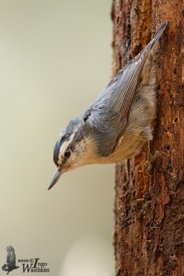 Adult female Corsican Nuthatch