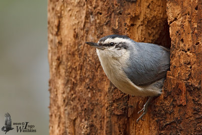 Adult male Corsican Nuthatch