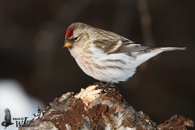 Adult male Common Redpoll in winter plumage