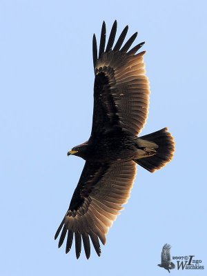 First winter Greater Spotted Eagle in flight