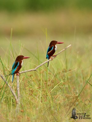 A pair of White-throated Kingfishers