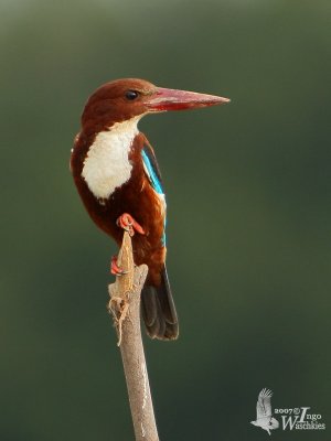 White-throated Kingfisher