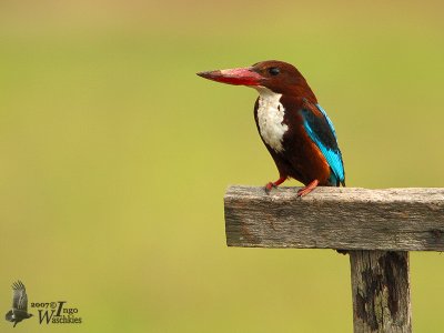 White-throated Kingfisher