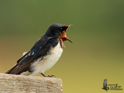 Barn Swallow yawning