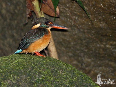 Female Blue-banded Kingfisher on a mossy stone
