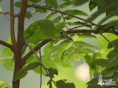 Unidentified Leafbird from Malaysia