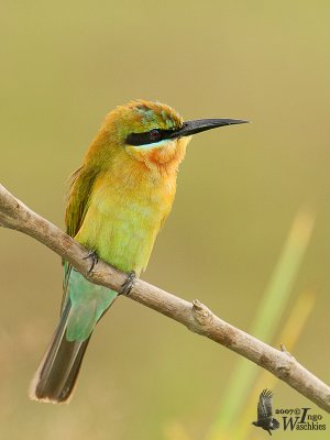 Juvenile Blue-tailed Bee-eater