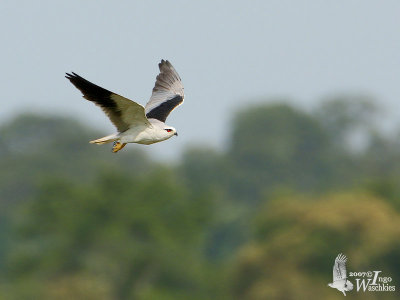 Adult Black-winged Kite (ssp. vociferus) patrolling the rice fields