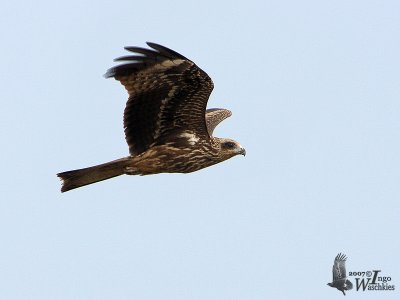 Immature Black Kite (presumably ssp. lineatus, Black-eared Kite) in flight