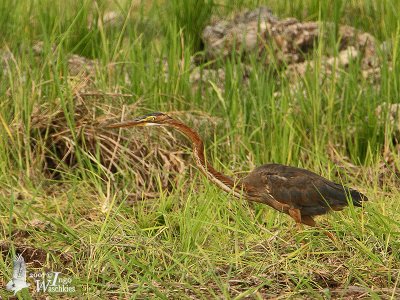 Purple Heron (ssp. manilensis) hunting in a rice paddy