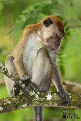 Long-tailed Macaque in a tree