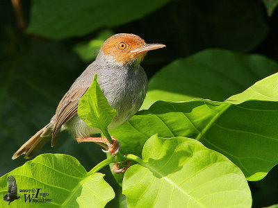 Adult Ashy Tailorbird (ssp. cineraceus)