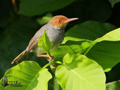 Adult Ashy Tailorbird (ssp. cineraceus)