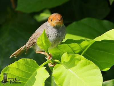 Adult Ashy Tailorbird (ssp. cineraceus)