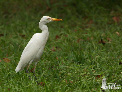 Adult Eastern Cattle Egret in non-breeding plumage with small prey