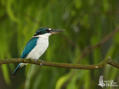 Immature Collared Kingfisher (ssp. humii)