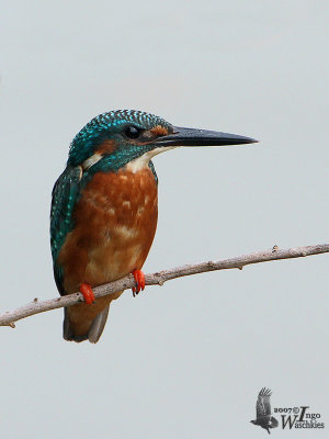 Adult male Common Kingfisher (ssp. bengalensis)